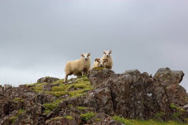 Gündüz vakti dağlarda otlayan koyun sürüsü 
