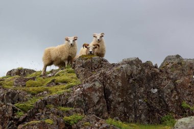 Gündüz vakti dağlarda otlayan koyun sürüsü 