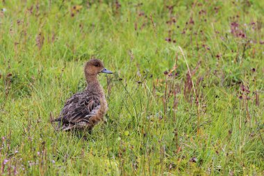 Vahşi doğayla alay eden ördek. 