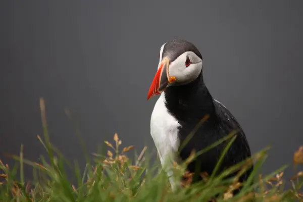 Puffin Atlantico Natura Selvaggia Vista Diurna — Foto Stock