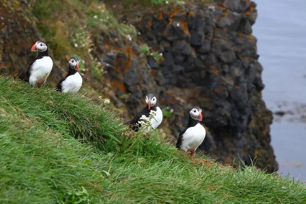 Atlantic Puffins Wild Nature Daytime View — Stock Photo, Image