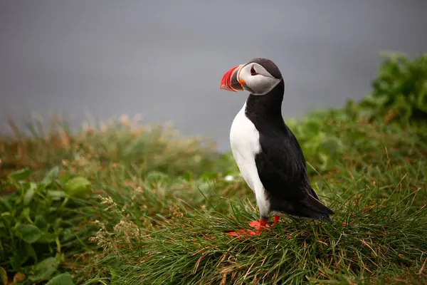 Puffin Atlantycki Dzikiej Przyrodzie Widok Dzienny — Zdjęcie stockowe