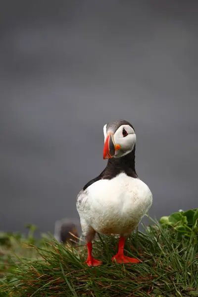 Puffin Atlantycki Dzikiej Przyrodzie Widok Dzienny — Zdjęcie stockowe