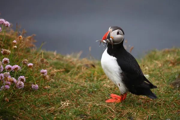 Atlantický Puffin Divoké Přírodě Denní Pohled — Stock fotografie