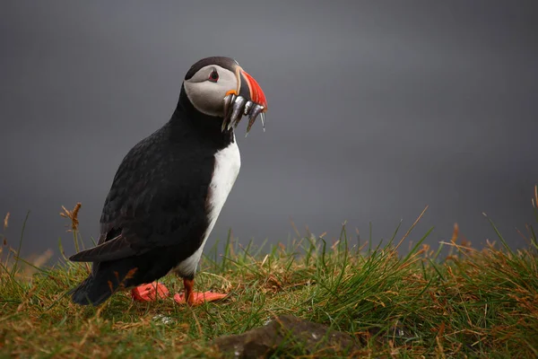 Atlantic Puffin Wild Nature Daytime View — Stock Photo, Image