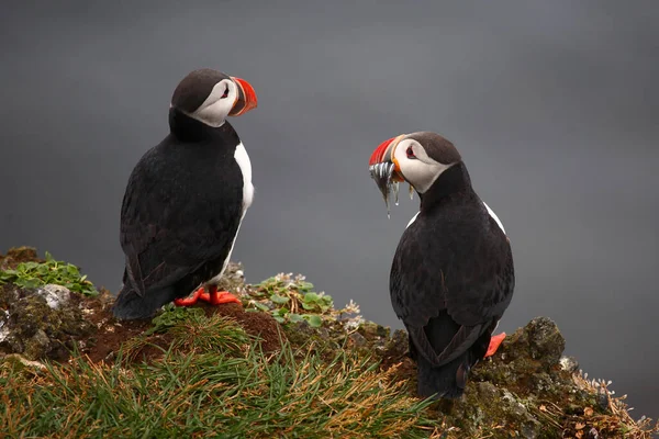 Atlantische Papegaaiduikers Wilde Natuur Overdag Uitzicht — Stockfoto