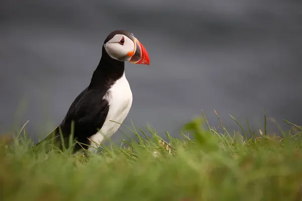 Atlantischer Papageientaucher Wilder Natur Blick Tag — Stockfoto