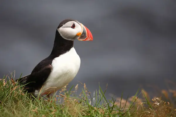 Atlantic Puffin Wild Nature Daytime View — Stock Photo, Image