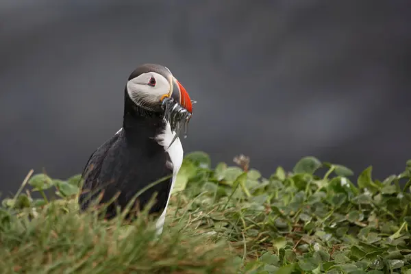 Atlantische Papegaaiduiker Wilde Natuur Overdag Uitzicht — Stockfoto