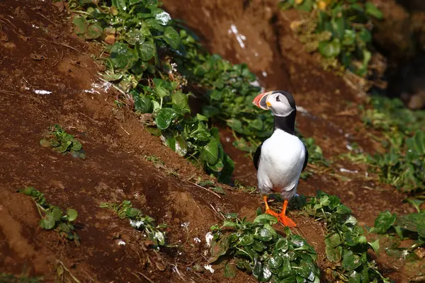 Atlantický Puffin Divoké Přírodě Denní Pohled — Stock fotografie