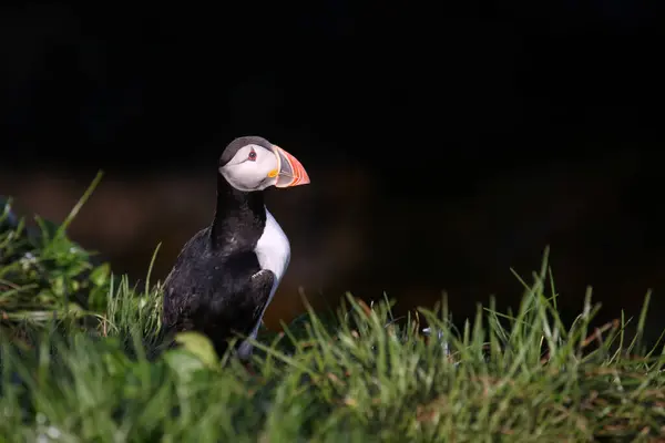 Atlantisk Puffin Vild Natur Dagtid Utsikt — Stockfoto