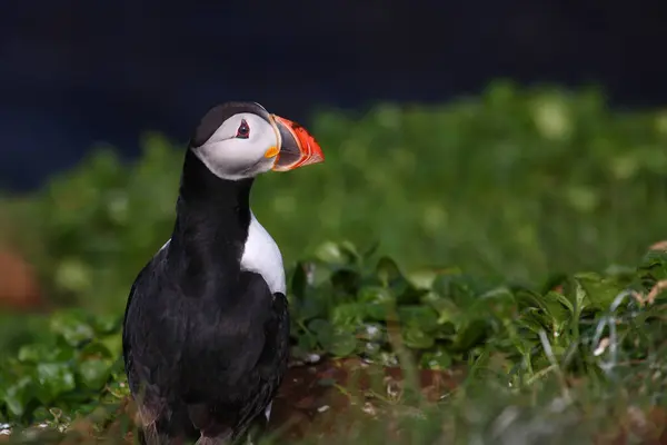 Macareux Moine Dans Nature Sauvage Vue Jour — Photo