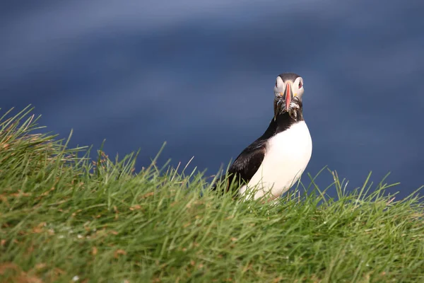 Atlantic Puffin Wild Nature Daytime View — Stock Photo, Image