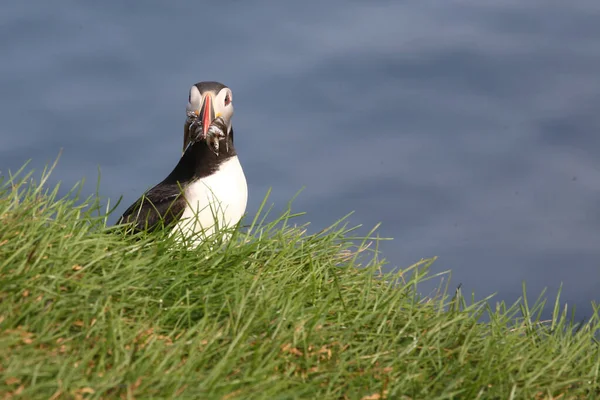 Atlantischer Papageientaucher Wilder Natur Blick Tag — Stockfoto