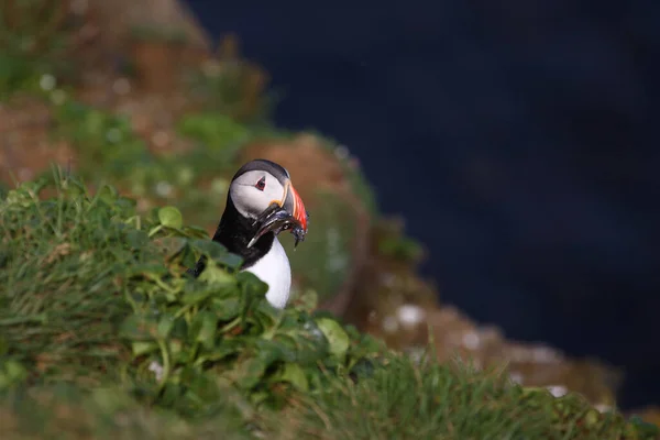 Atlantic Puffin Wild Nature Daytime View — Stock Photo, Image