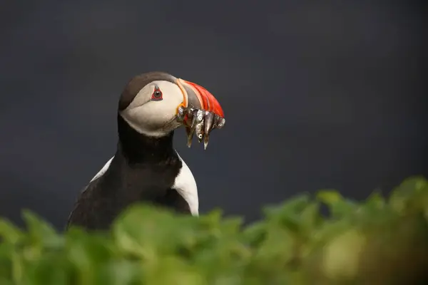 Puffin Atlântico Natureza Selvagem Vista Diurna — Fotografia de Stock