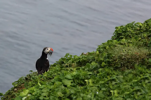 Atlantický Puffin Divoké Přírodě Denní Pohled — Stock fotografie