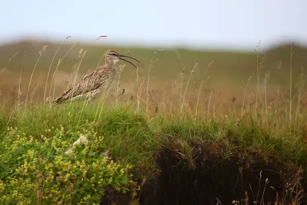 Eurasiatiska Nycker Till Vild Natur — Stockfoto