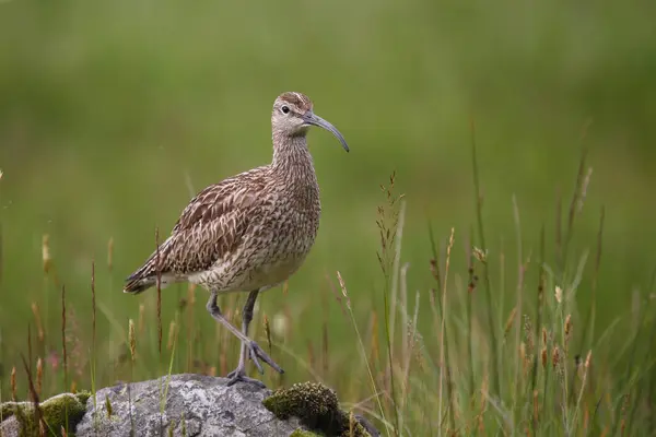 Capricho Eurasiático Naturaleza Salvaje — Foto de Stock