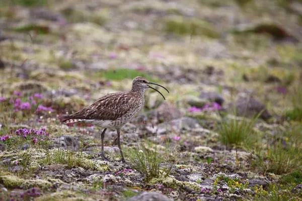 Capricho Eurasiático Naturaleza Salvaje — Foto de Stock