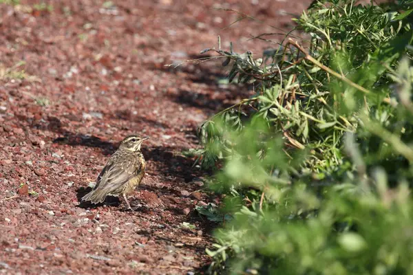 Rödvingad Fågel Vild Natur — Stockfoto