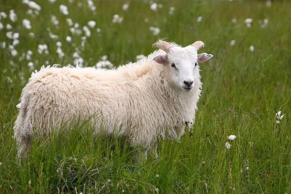 Får Betar Berg Dagen — Stockfoto