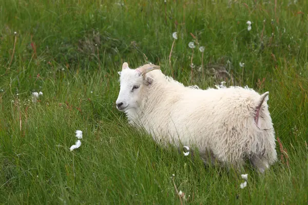 Днём Овцы Пасутся Горах — стоковое фото