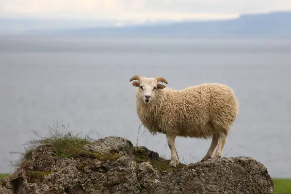 Pâturage Des Moutons Montagne Jour — Photo
