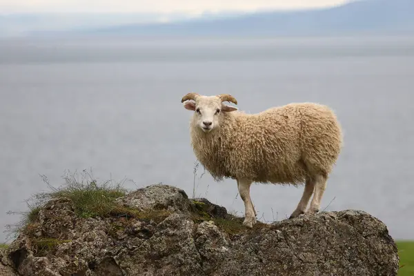 Får Betar Berg Dagen — Stockfoto