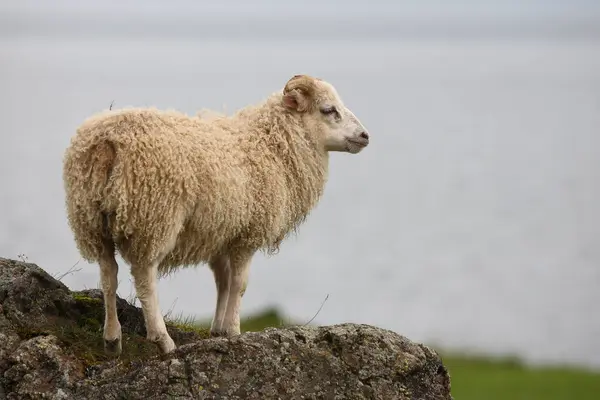 Πρόβατα Βόσκησης Στα Βουνά Την Ημέρα — Φωτογραφία Αρχείου