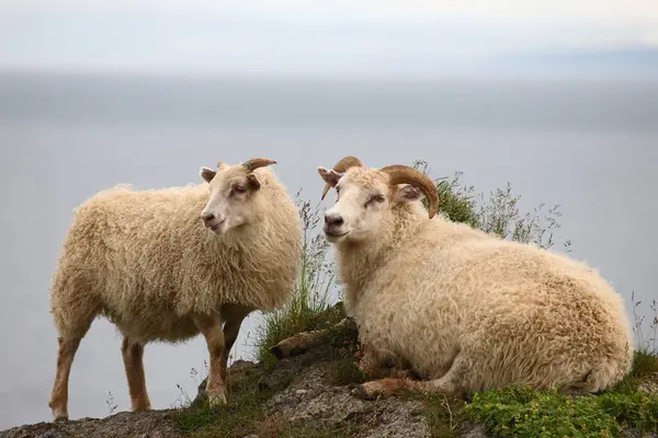 昼間の山で牧草する羊の群れ — ストック写真