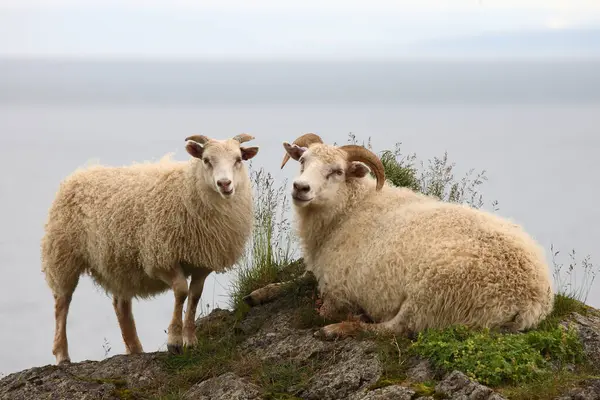 Rebanho Ovinos Pastando Nas Montanhas Durante Dia — Fotografia de Stock