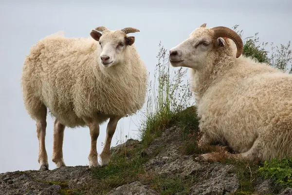 Fårbesättning Som Betar Berg Dagtid — Stockfoto