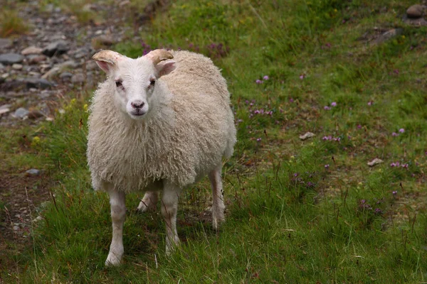 昼間の山で羊が放牧する — ストック写真