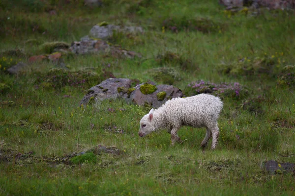 Pecore Pascolo Montagna Durante Giorno — Foto Stock