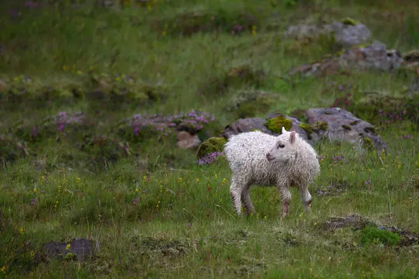 Ovelhas Pastando Nas Montanhas Durante Dia — Fotografia de Stock