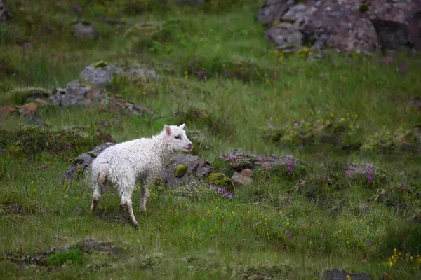 Ovelhas Pastando Nas Montanhas Durante Dia — Fotografia de Stock