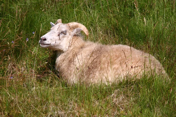 Gündüz vakti dağlarda otlayan koyunlar 