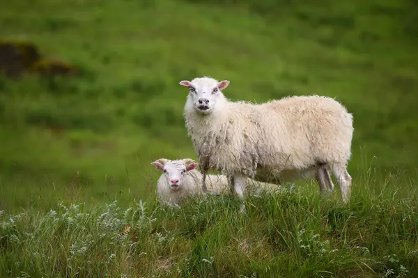 白天成群的羊在山上吃草 — 图库照片