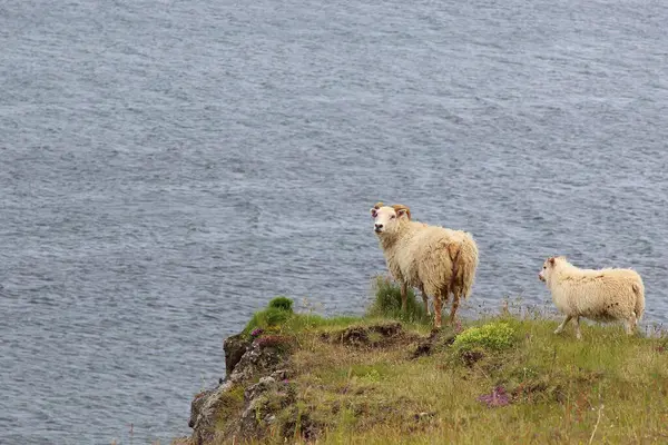昼間の山で牧草する羊の群れ — ストック写真