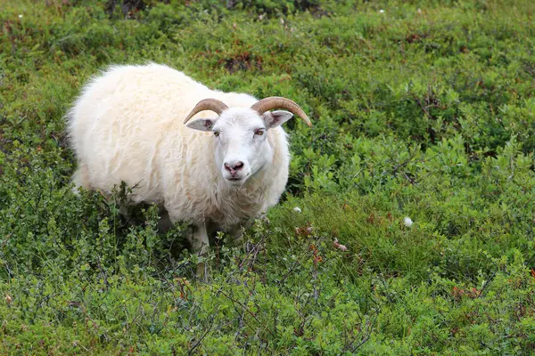 Gündüz Vakti Dağlarda Otlayan Koyunlar — Stok fotoğraf