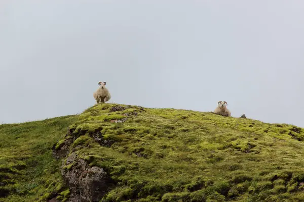 Rebaño Ovejas Pastando Las Montañas Durante Día —  Fotos de Stock