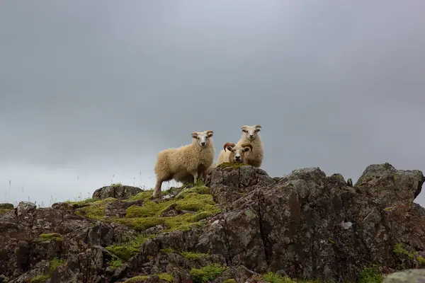 Schafherde Weidet Tagsüber Den Bergen — Stockfoto