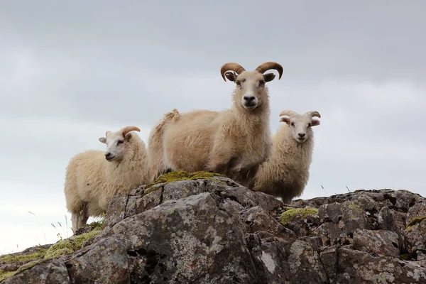 Herd Sheep Grazing Mountains Daytime — Stock Photo, Image