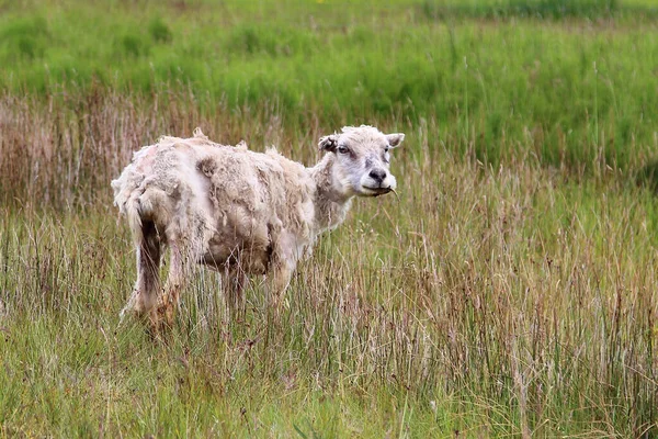 Ovelhas Pastando Nas Montanhas Durante Dia — Fotografia de Stock