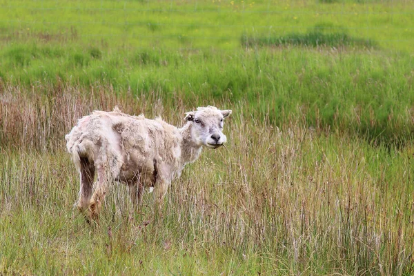 Sheep Grazing Mountains Daytime — Stock Photo, Image