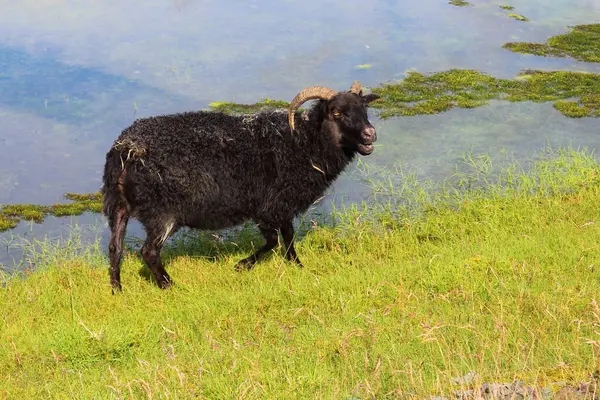 Får Betar Berg Dagen — Stockfoto