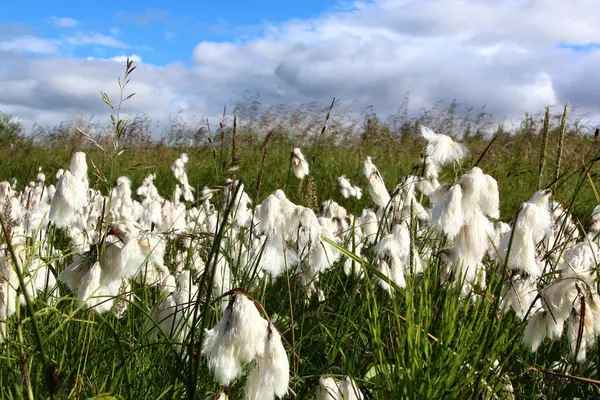 Eriophorum Angustifolium Fleurs Pré Vert — Photo