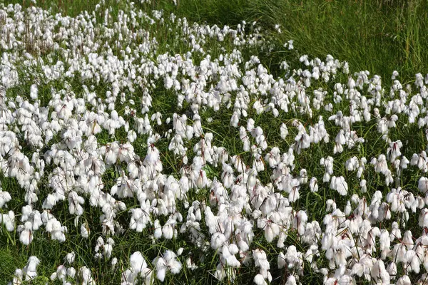 Eriophorum Angustifolium Blüht Auf Der Grünen Wiese — Stockfoto