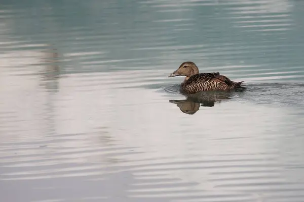 Pato Saltarín Naturaleza Salvaje —  Fotos de Stock